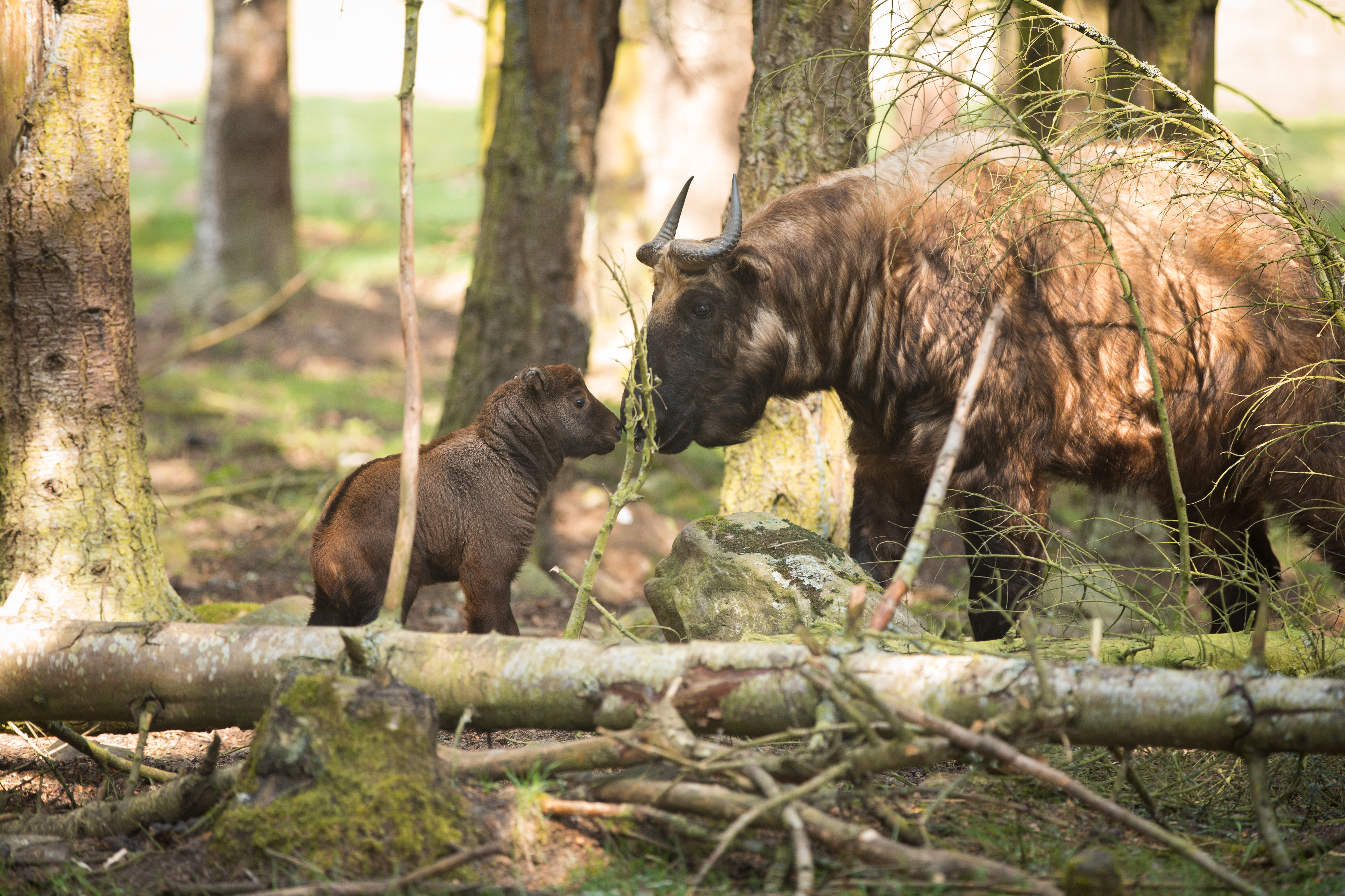 Two newborn Mishmi takin calves were born to mum Chimi at the Highland Wildlife Park