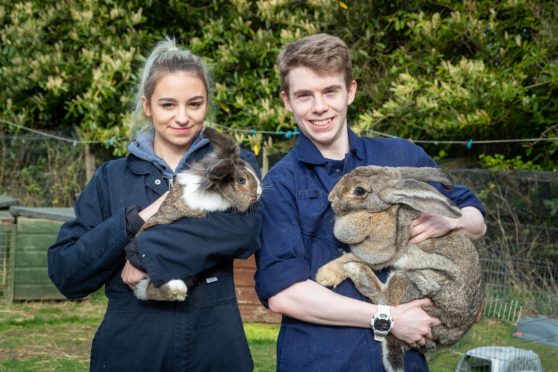 SRUC students care for a wide variety of animals.
