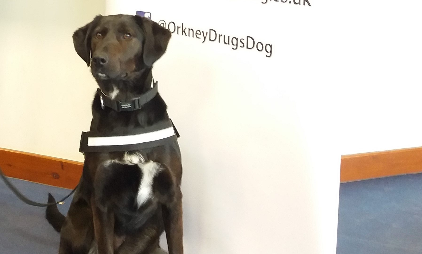 Zoe will be the islands' first drugs detection dog.