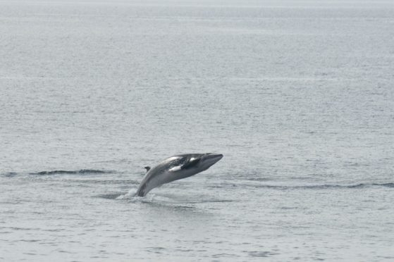 Minke Whale breaching off the Isle of Harris.