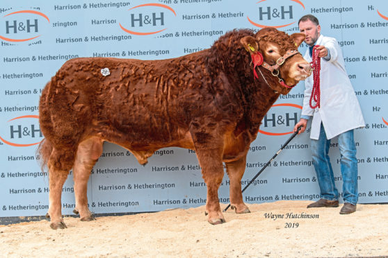 Allanfauld Nemesis sold for  27,000gn.