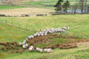 NSA Scotl;and chair Jen Craig and sheep at Normangill Farm in the Borders