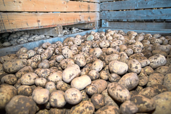 The value of tatties decreased in the year.