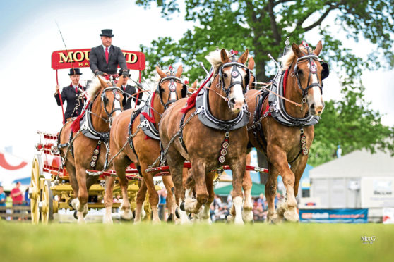 Clydesdale horses at the Royal Highland Show