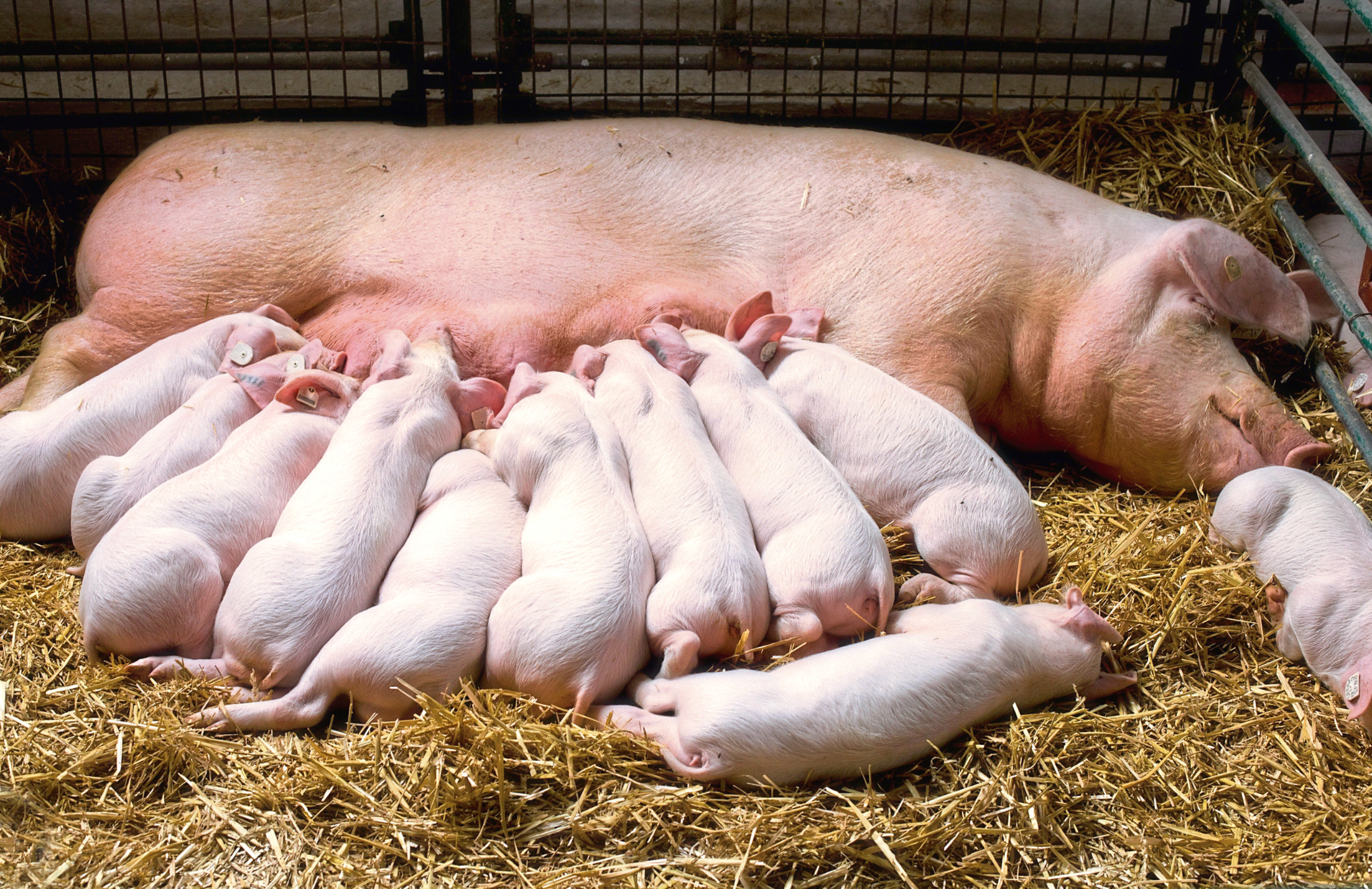 sow lying on straw and piglets suckling