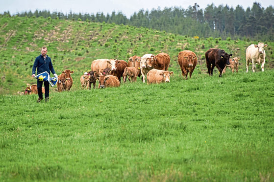 25-year-old Callum Lindsay has taken on a five-year tenancy of 100 acres of grassland left over from a forestry scheme