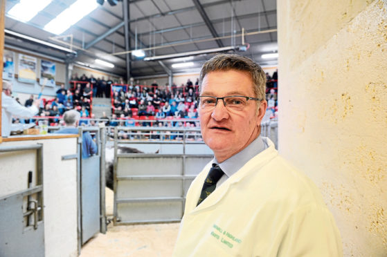 Retiring Managing Director of Dingwall marts Iain Tolmie looks over one of his last sales. Picture by Sandy McCook.