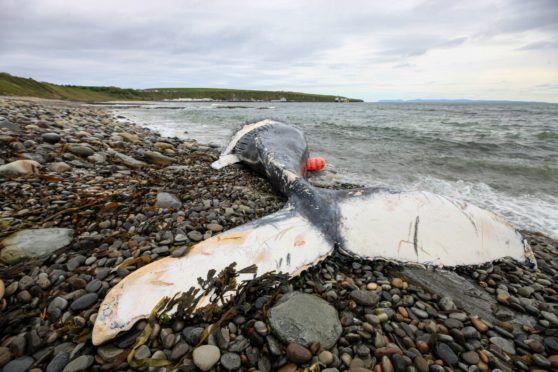 The Humpback whale was seen floating near to Scrabster Harbour.