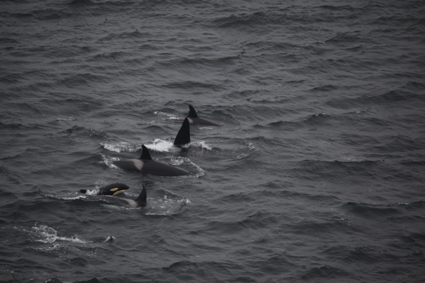 Orca Watch Returns To The North Coast