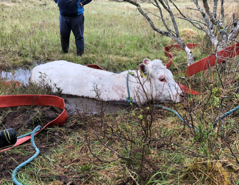 Firefighters using ropes to free the animal