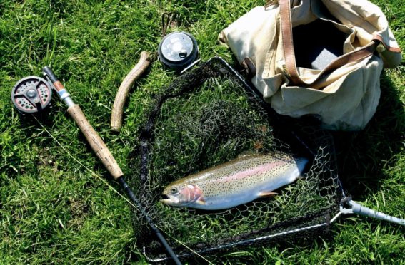 A Rainbow Trout.