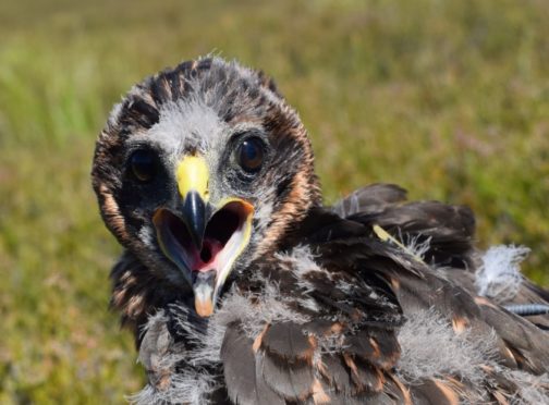 Marci the hen harrier