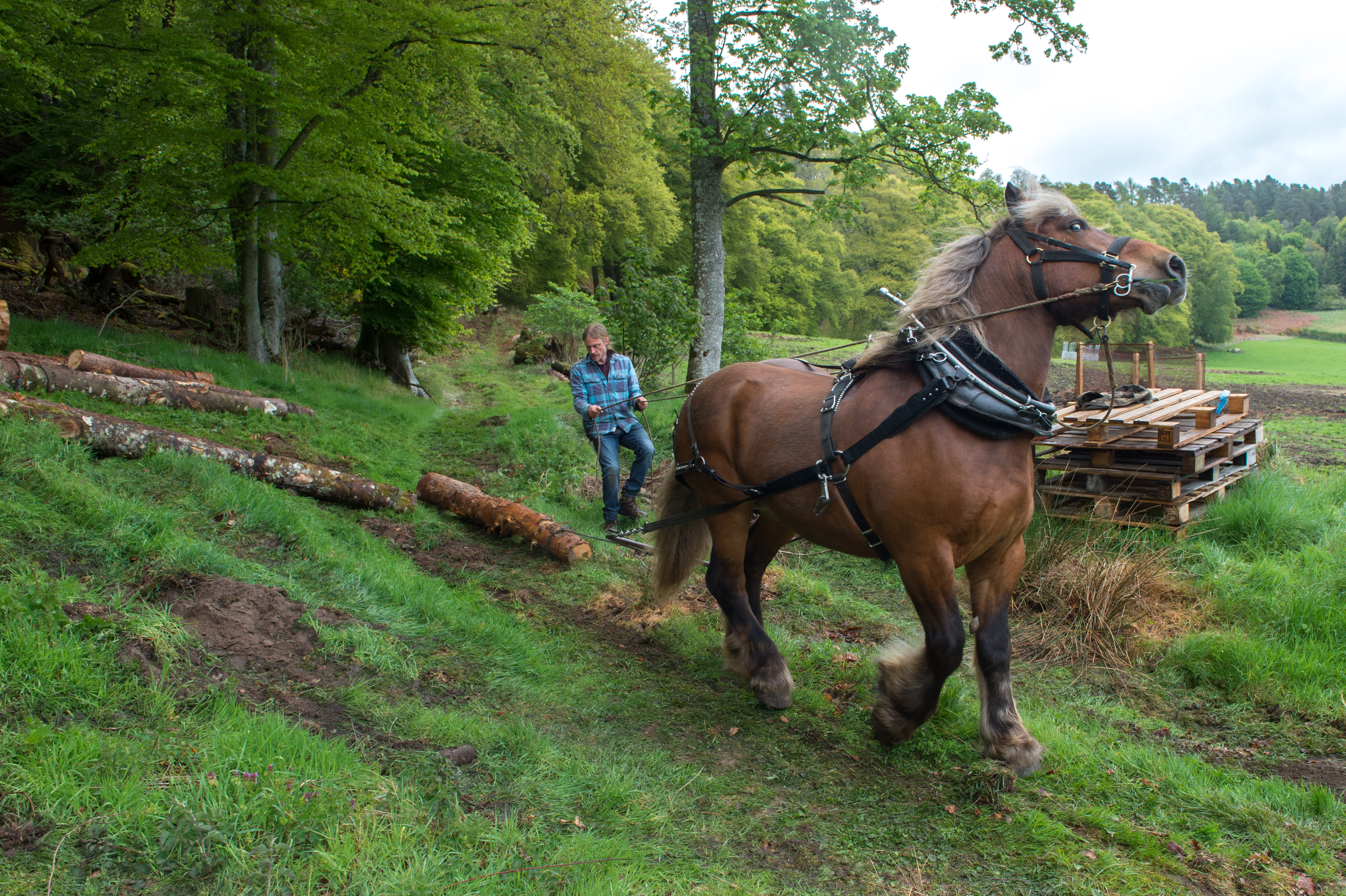 Simon Dakin and his horse 'Tarzan' are pictured extracting timber for the saw mill.

Pictures by Jason Hedges