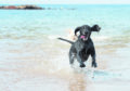 Mack the dog cools off at Hopeman beach.

Picture by Jason Hedges.