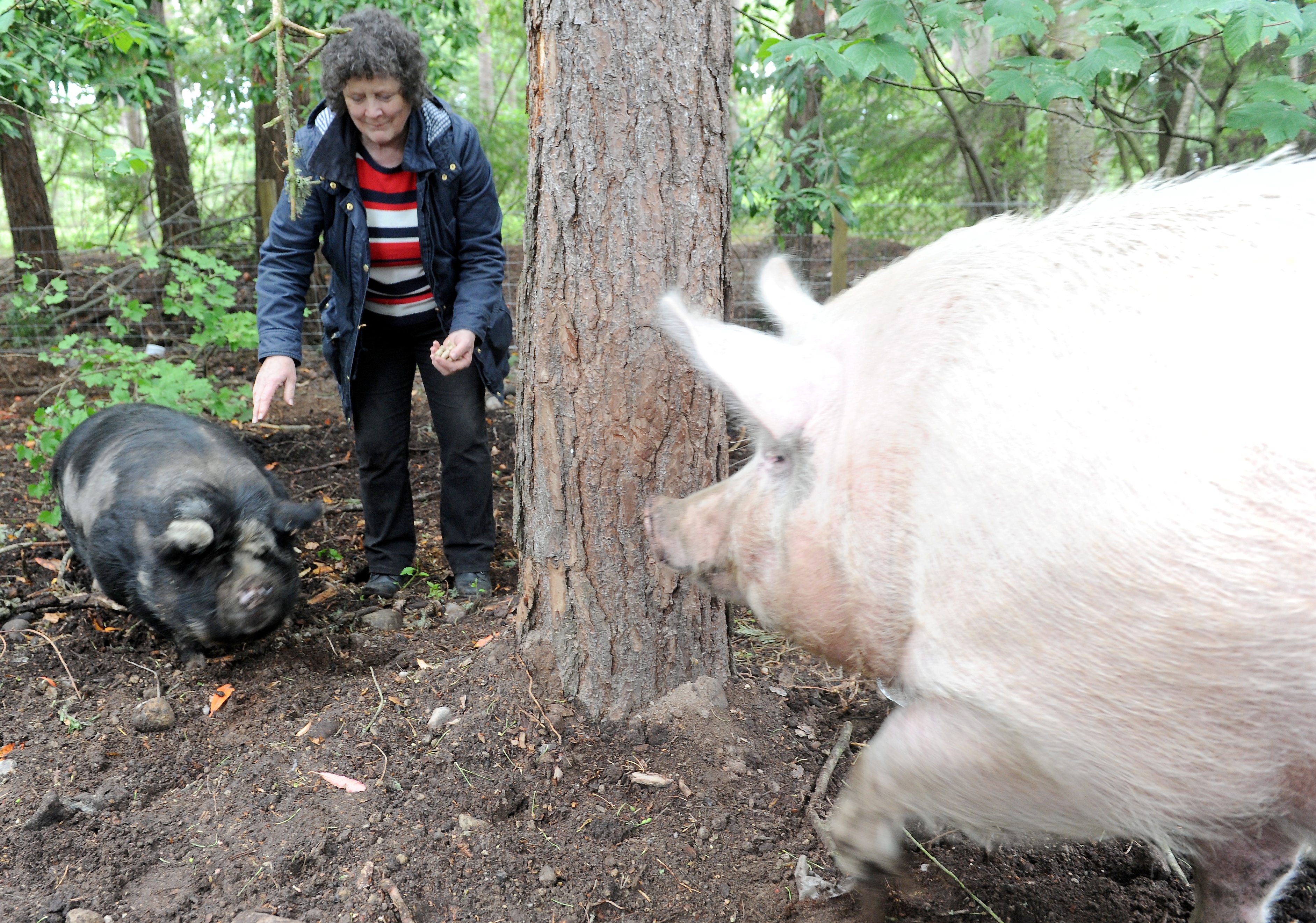 Iona Nicol of the Munlochy Animal Aid  with the new residents. Picture by Sandy McCook