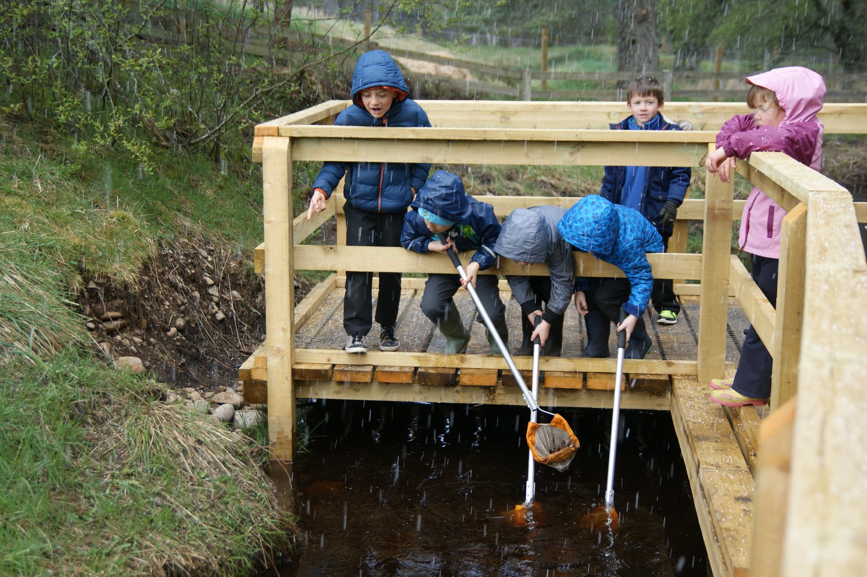 Pond dipping from the new platform at Abernethy school, Nethy Bridge.