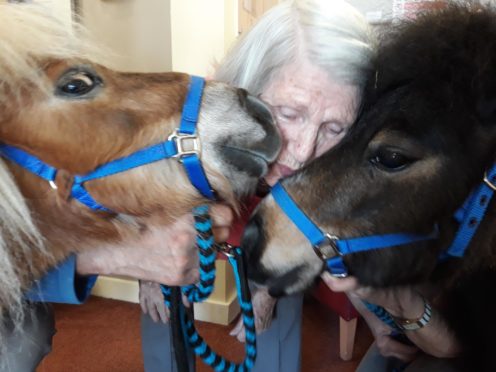 The ponies delighted residents at Grove Care Home.