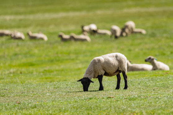 The meetings have been organised by Quality Meat Scotland.