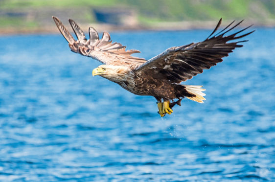 A White-tailed Eagle.