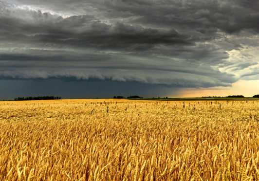 Picture for crop insurance story