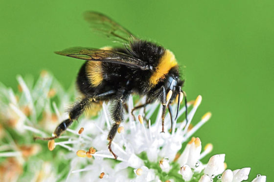 Bishop Dyer is learning to pay attention to the smaller things during lockdown, like bees.