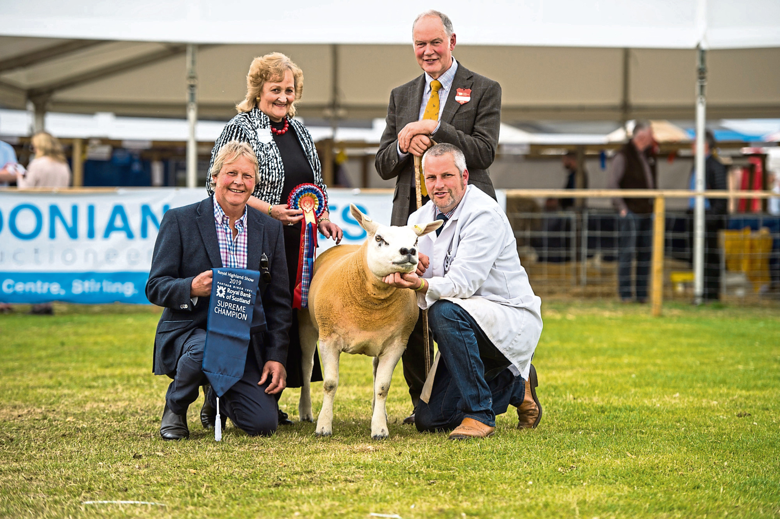 The sheep interbreed championship went to a Texel gimmer.