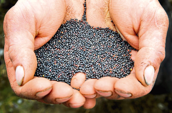 Farmers are asked to collect samples from grain at harvest.