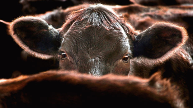 A black angus cow looking at camera