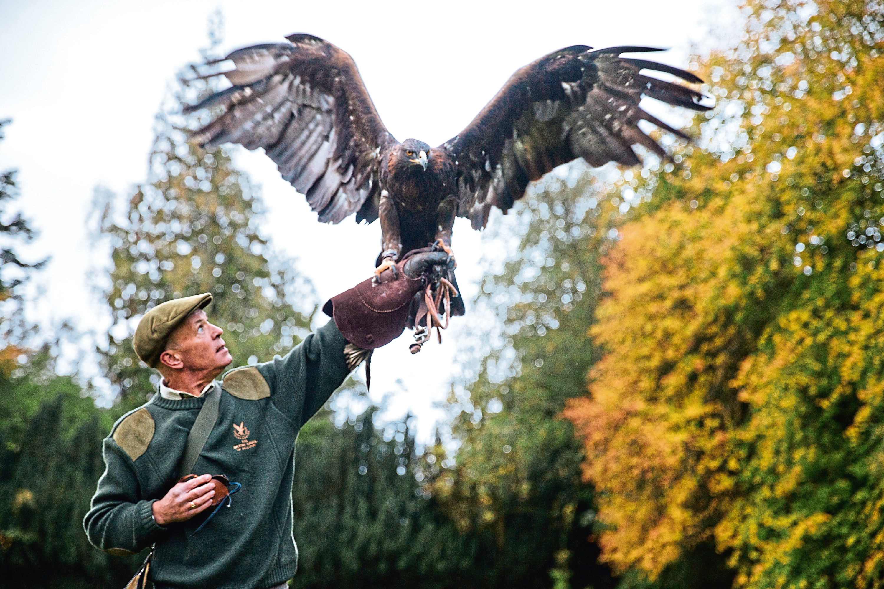 Visitors can handle a bird
during the falconry lesson