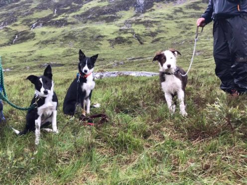 Search and rescue dogs Gwen, Daisy and Meg in Glencoe.