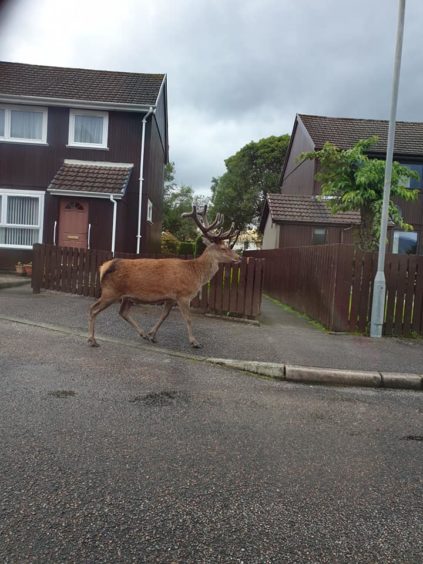 The deer walking down Grant Place. Credit: Claire Grant