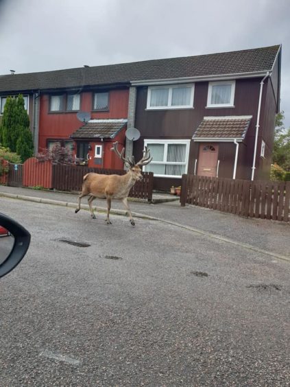 The deer walking down Grant Place. Credit: Claire Grant