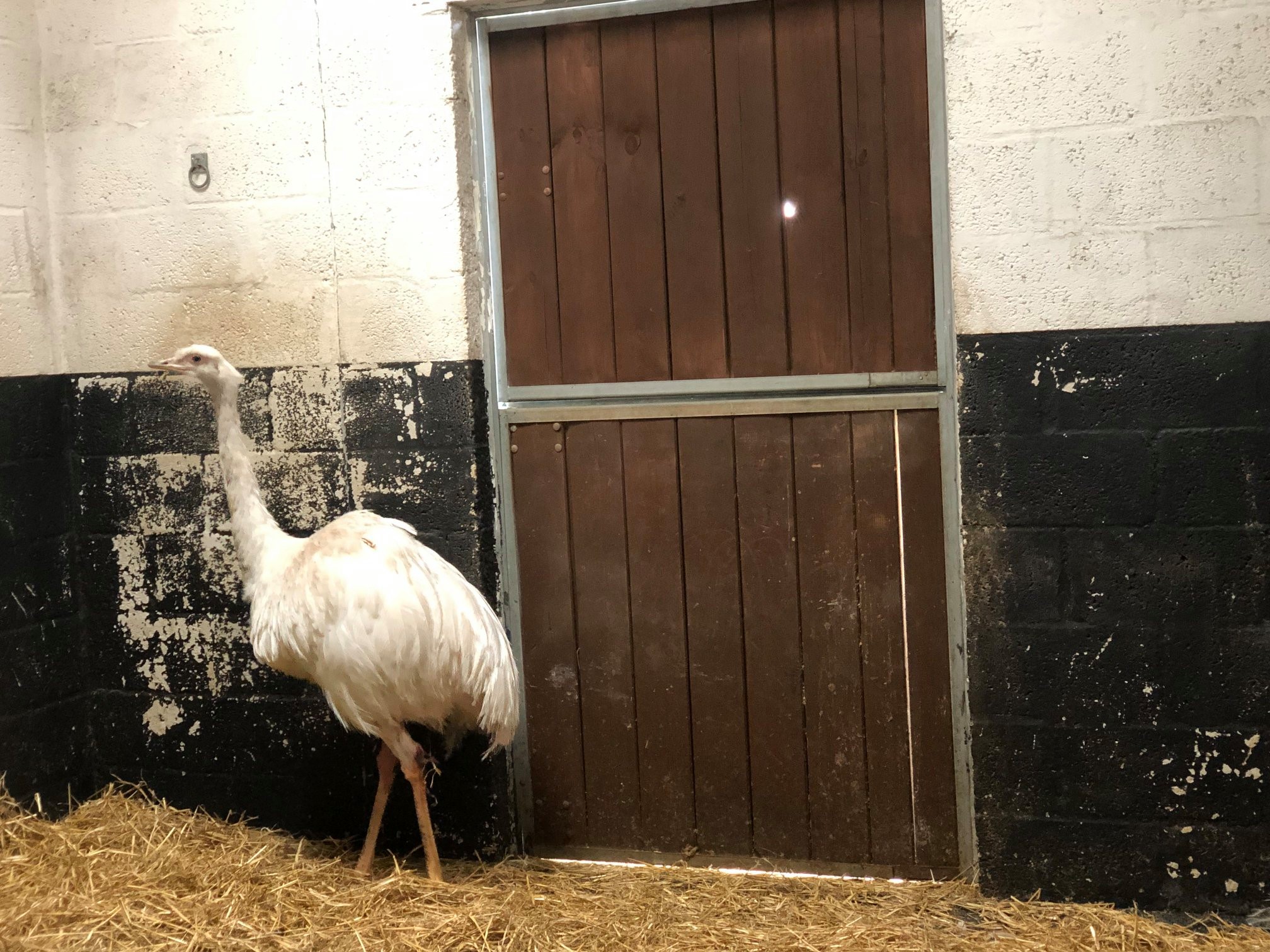 Picture of the rhea submitted by the Scottish SPCA.