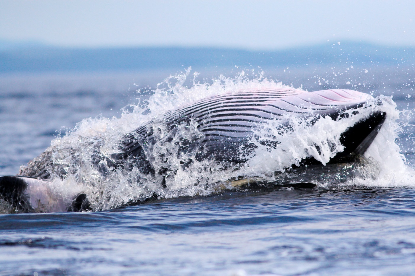 A feeding minke whale. Pic: Michael J Tetley