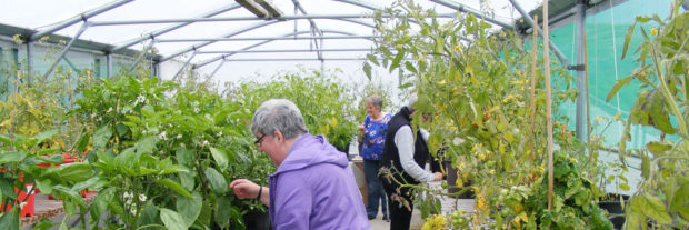 Gàradh a’ Bhàgh a’ Tuath volunteers in the poly tunnel.