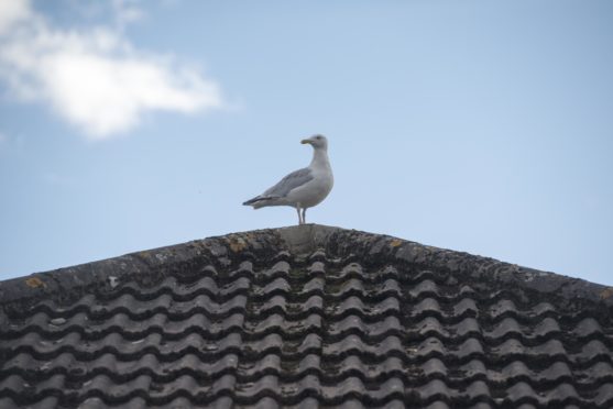 A gull