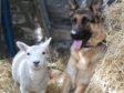 Effie the lamb and Breagha the German Shepherd who have become best friends.