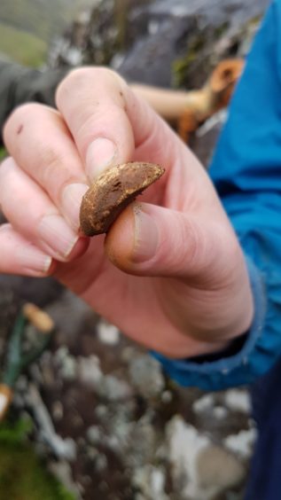 Flattened Musket ball that was found by archaeologists working at Glenshiel
