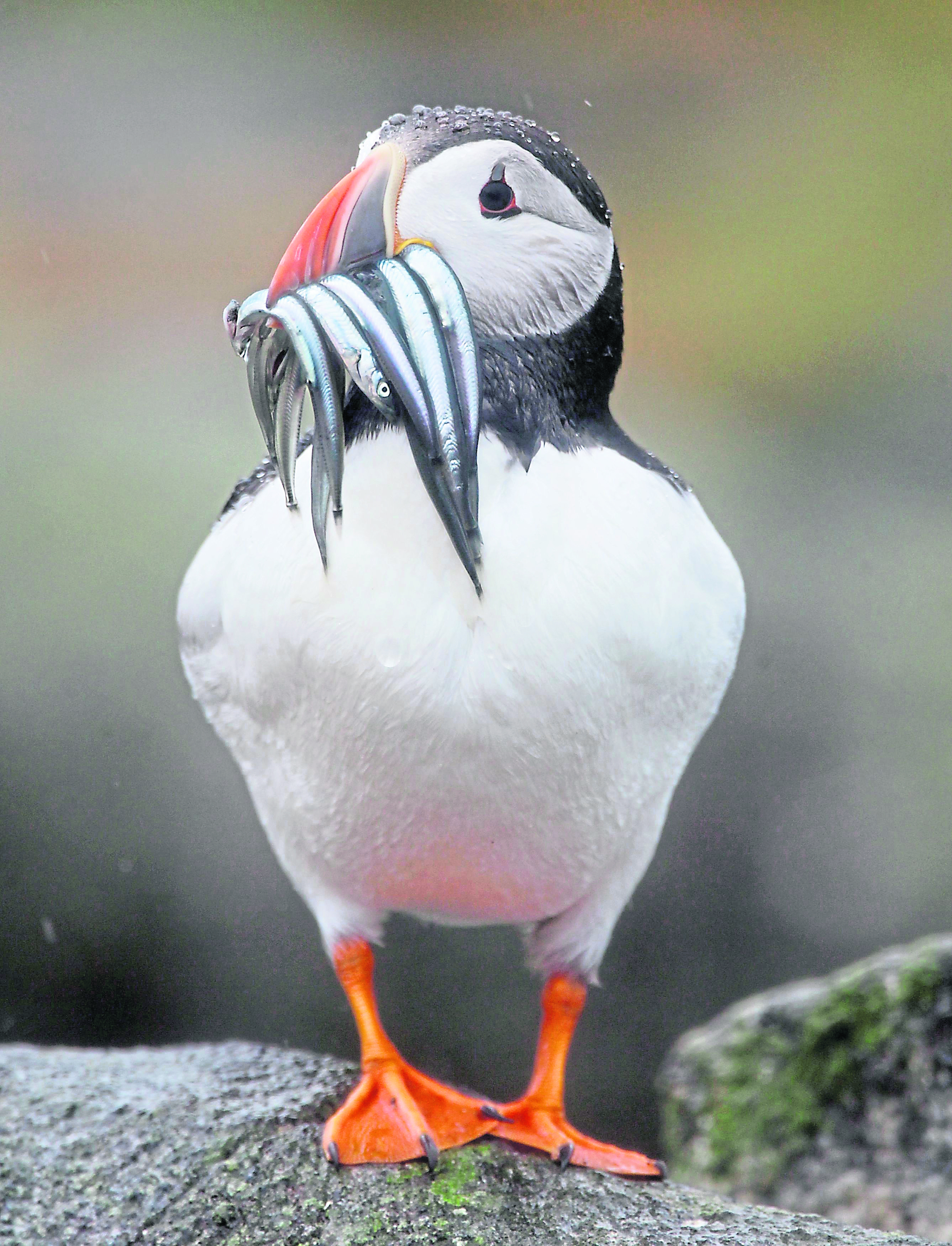 A puffin carrying fish.
Photo by Danny Lawson/PA Wire