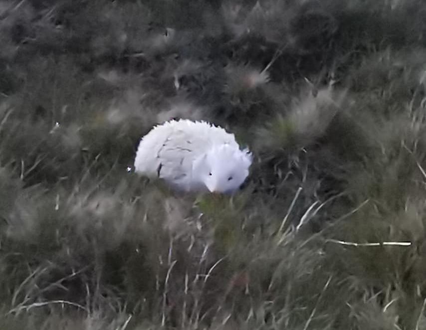The albino hedgehog spotted on Shetland