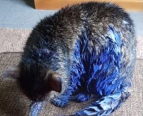 Yoda the cat was painted blue