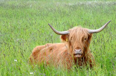 Highland cattle have been recruited by the National Trust for Scotland as a natural way of keeping grass growth under control at their Culloden Battlefield site near Inverness.
