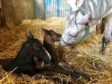 My Cashel Eile with her two foals.