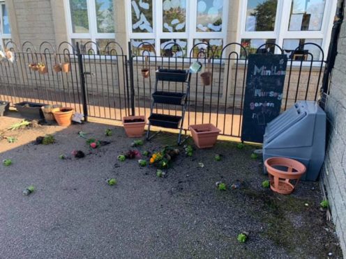 The plants kicked about by vandals at Mintlaw Primary School