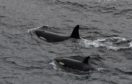 Orcas  photographed off Burwick, on May 25, 2019. Photo credit: Robert Foubister.
