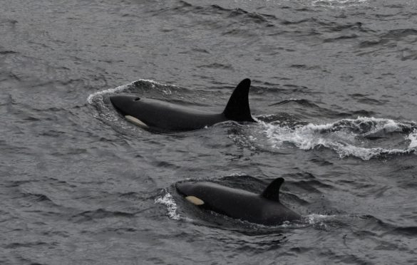Orcas  photographed off Burwick, on May 25, 2019. Photo credit: Robert Foubister.