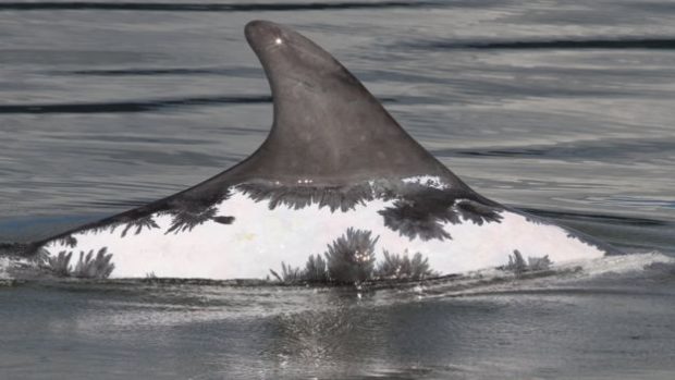 Spirtle the sunburned dolphin has been recorded in Ireland