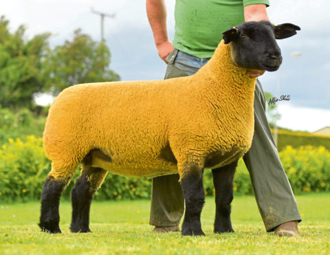 The sale topper was this Ballynacannon gimmer which sold for 6,000gn.