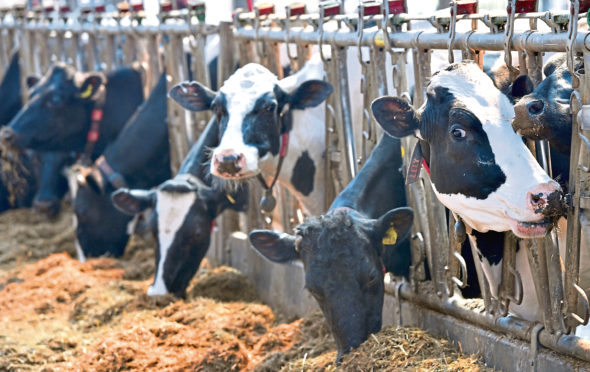 Rora Dairy, Middleton of Rora Farm, Longside, Peterhead, the farm of Bruce and Jane Mackie.