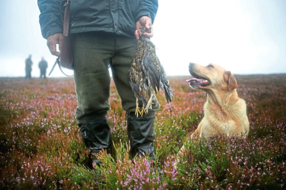 Plan to reforest grouse moors